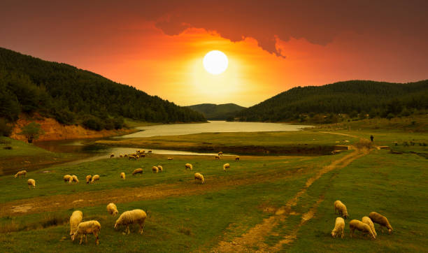 istock sheep grazing in the meadow 1411879178