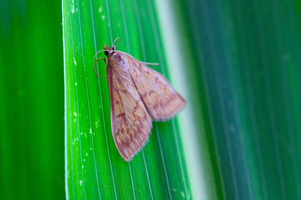 European Corn Borer (Ostrinia nubilalis), adult.
