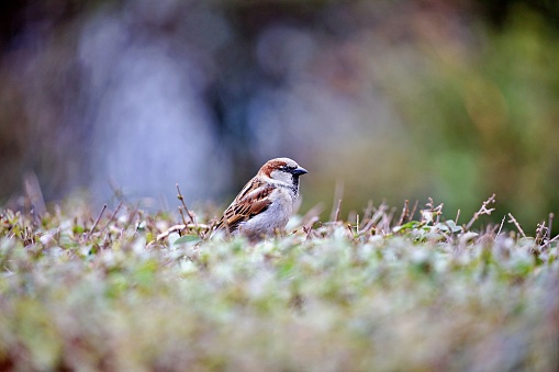 Song Sparrow