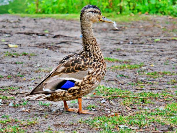 One Duck swims on a lake near Alcudia, busy with their daily struggle for food, Mallorca, Balearic Islands, Spain