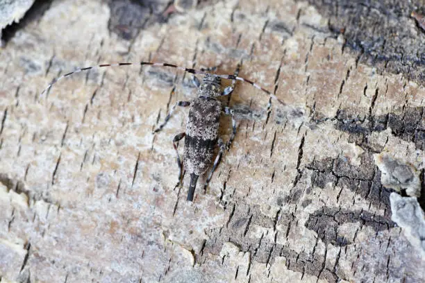Longhorn beetle, acanthocinus griseus on bark.
