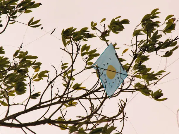 paper kite, curled in the branches of a tree, under a pale sky - MOGI DAS CRUZES, SAO PAULO, BRAZIL.
