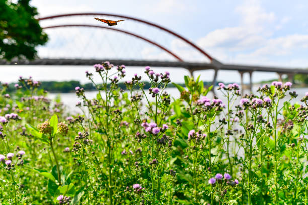 istock Butterfly and Plants near Bridge 1411886467