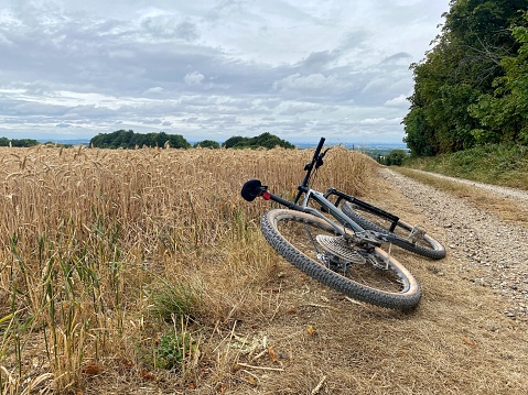 Mountain biking trail by crops of wheat