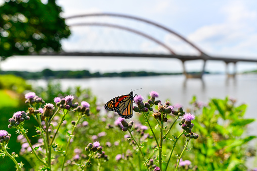 Butterfly and Plants near Bridge