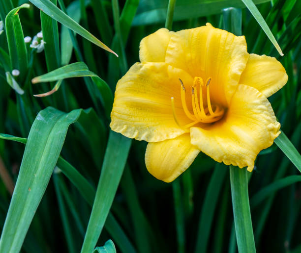 Daylily Close-up of the yellow flower on a daylily plant that is growing in a flower garden on a warm summer day in July. flower stigma stock pictures, royalty-free photos & images