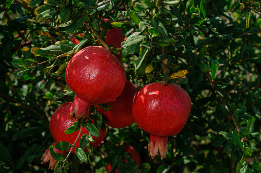 Close-up of ripening pomegranate (Punica granatum) fruit, on tree growing on a San Joaquin Valley farm.