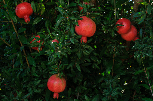 Close-up of ripening pomegranate (Punica granatum) fruit, on tree growing on a San Joaquin Valley farm.