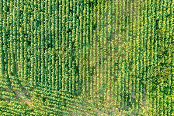 istock green field with dense vegetation, summer landscape from above 1411888194