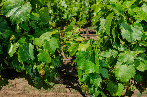Close-up of organic grape plants flowering on the vine as it goes through the different stages of development.