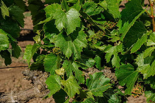 Close-up of organic grape plants flowering on the vine as it goes through the different stages of development.
