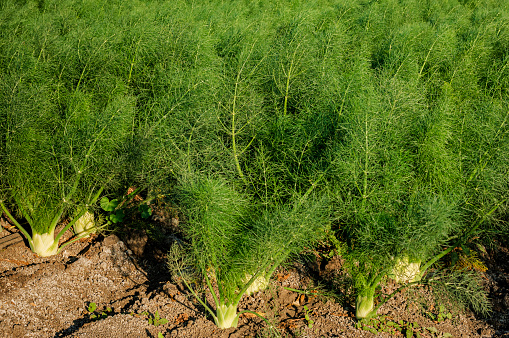 Close-up of fennel (Foeniculum vulgare) plants growing on a California central coast farm.