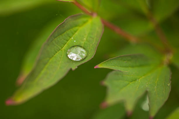 Macro view of raindrops on green peony leaves.