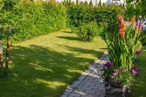 Close up shot of unrecognisable female gardener trimming hedge in garden