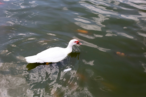 White duck swimming in a pond