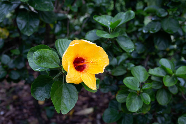 istock Blossom of hibiscus flower on tree 1411890186
