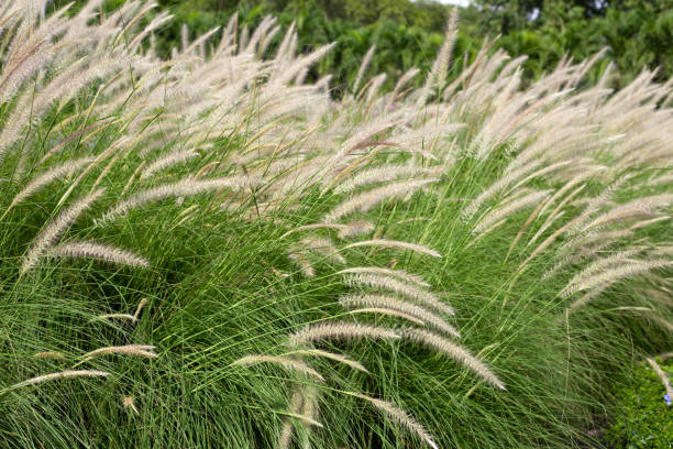 istock Fountain grass or pennisetum alopecuroides 1411891034