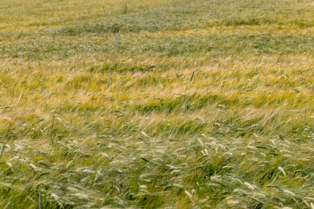 un campo agricolo dove vengono coltivati cereali per raccogliere il grano - 3119 foto e immagini stock