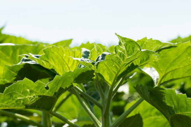 young sunflower plants in the field , fresh small sunflower sprouts in the field in summer