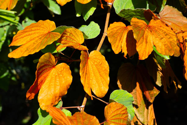 istock Bauhinia aureifolia or gold leaf bauhinia 1411893426