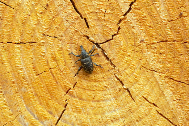 Large pine weevil, Hylobius abietis on fresh coniferous wood, this insect is a pest in forests.