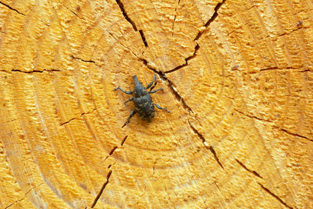 Large pine weevil, Hylobius abietis on fresh coniferous wood Large pine weevil, Hylobius abietis on fresh coniferous wood, this insect is a pest in forests. pine weevil hylobius abietis stock pictures, royalty-free photos & images