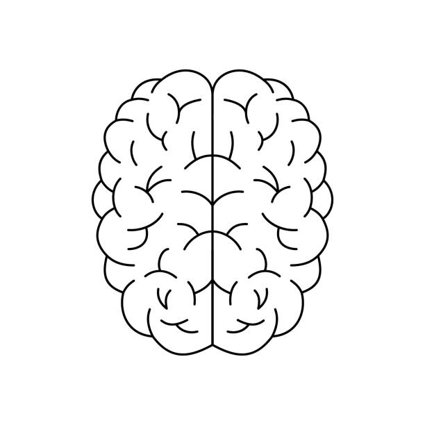 ilustrações de stock, clip art, desenhos animados e ícones de human brain line icon. brain symbol. healthy internal organ sign. - brain human head people human internal organ