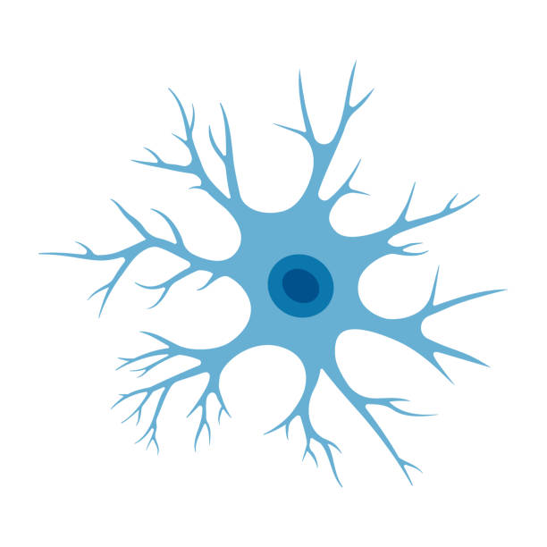 ilustraciones, imágenes clip art, dibujos animados e iconos de stock de ilustración de células neuronales humanas. estructura de la neurona cerebral. esquema de cuerpo celular, núcleo, axón y dendritas. ilustración de neurología - dendrita