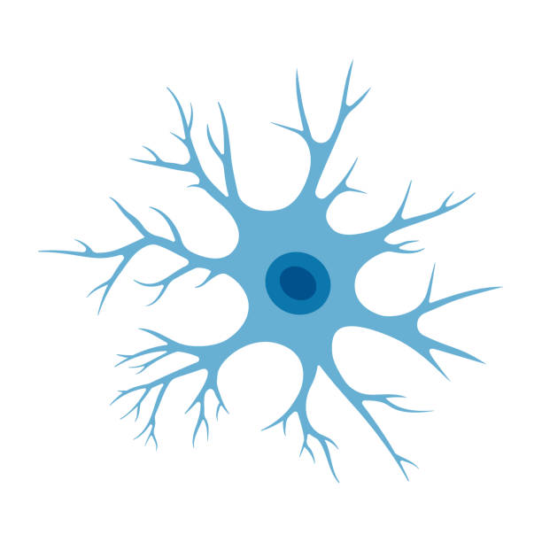 Human neuron cell illustration. Brain neuron structure. Cell body, nucleus, axon and dendrites scheme. Neurology illustration Human neuron cell illustration. Brain neuron structure. Cell body, nucleus, axon and dendrites scheme. Neurology illustration isolated on a white background. human cell nucleus stock illustrations