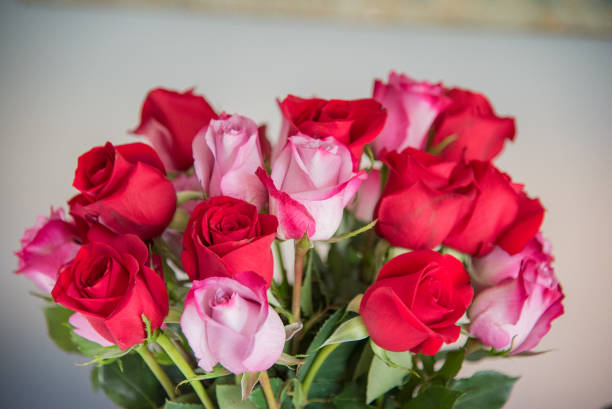 2 Dozen Roses Red Ans Pink Roses dozen roses stock pictures, royalty-free photos & images