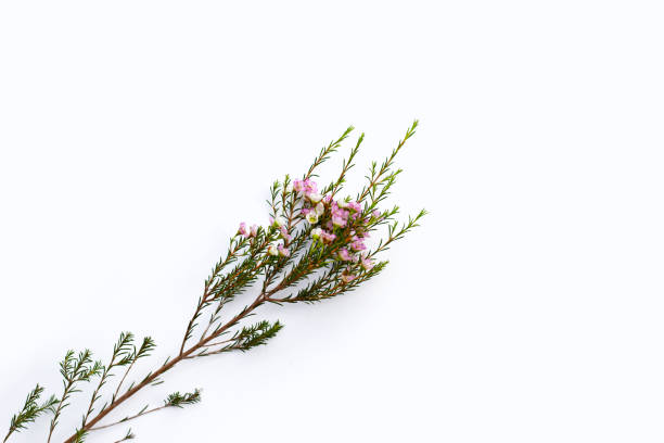 istock Pink white waxflower on white background. 1411897250