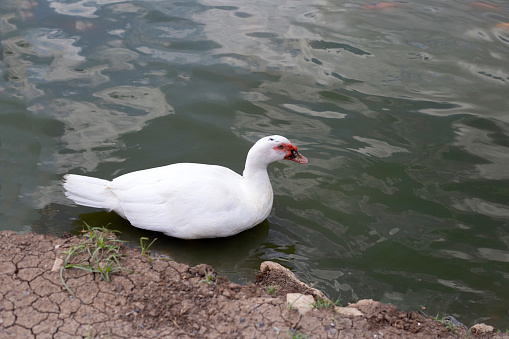 A white duck paddling in a pond with clear water