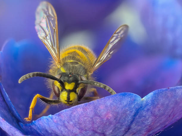 istock European - german wasp ( Vespula germanica ) single on blue flower 1411899840