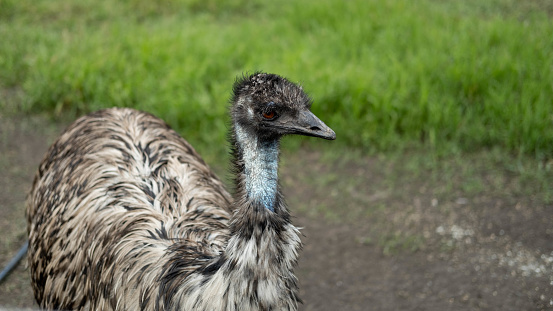 An exotic ostrich bird emu grazes the grass on a summer day, in a pen on an eco-farm. The concept of introducing children to the animal world