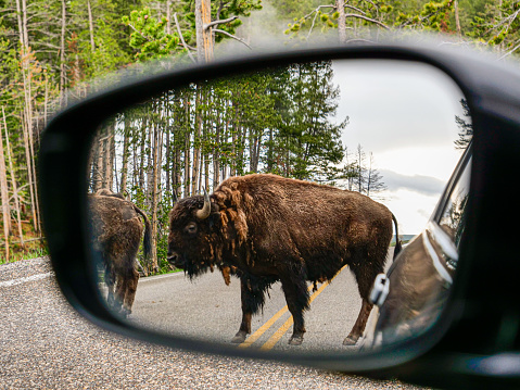 Bison crossing the road in Yellowstone National Park - Taken from the perspective of a person driving and looking through the side-view mirror of their car.