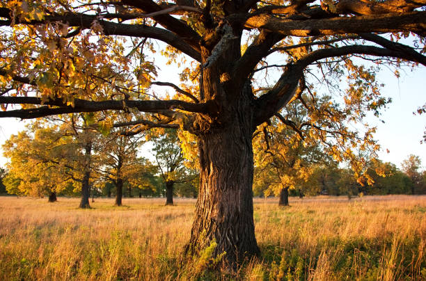 Big old oak in a oak grove in autumn