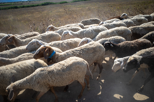 Ksamil, Albania A flock of sheep on a dirt road.