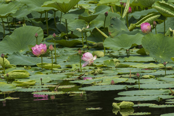 istock lotus plant on water 1411903644