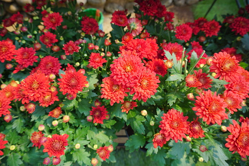 Flower China Aster or Callistephus Chinensis in a garden. Beautiful flower with colorful colors for decorating home.