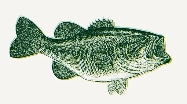 Vector illustration of Largemouth Bass illustration with Glitch Technique