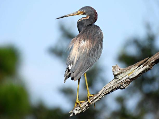 istock Tricolored Heron (Egretta tricolor) perched on a snag 1411908701