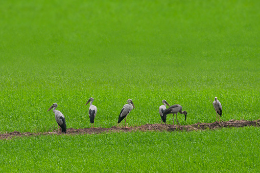 Flocks of birds can be seen standing in rows on verdant rice paddies during the growing season in Asian countries.