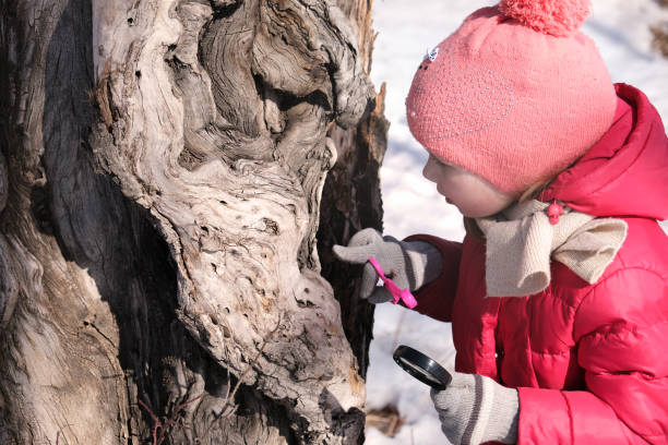 menina com uma lupa na mão investiga tronco de árvore torcido incomum. atividade infantil ao ar livre de inverno e conceito de aprendizagem - child excitement awe fun - fotografias e filmes do acervo