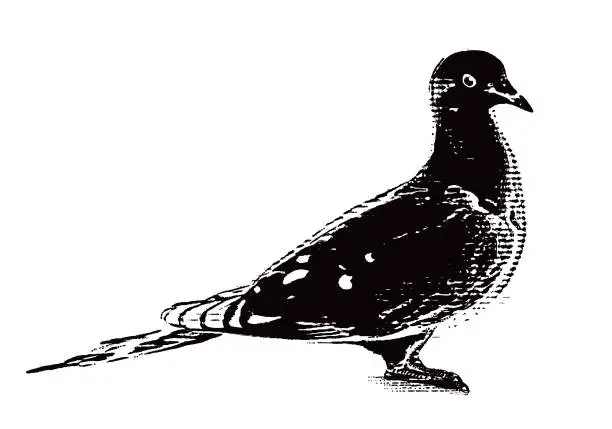 Vector illustration of Mourning Dove