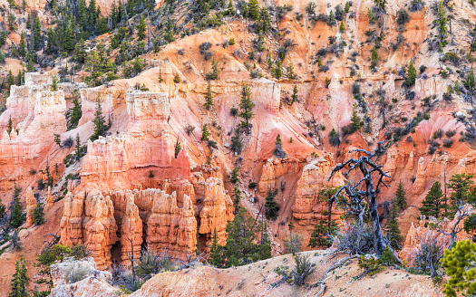 A dead tree on a ridge in the soft dusk light along the Fairyland Loop trail in Bryce Canyon National Park, Utah.