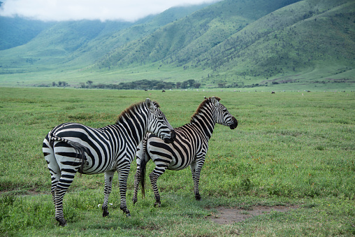 Herd of Zebras grazing in the african bush. In the background a giraffe is eating leaves from an acacia tree