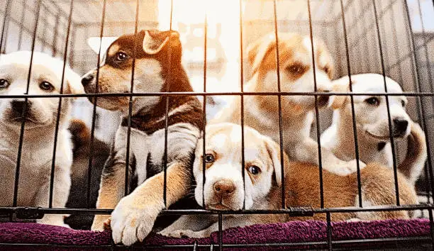 Vector illustration of Litter of Australian Shepherd puppies in kennel