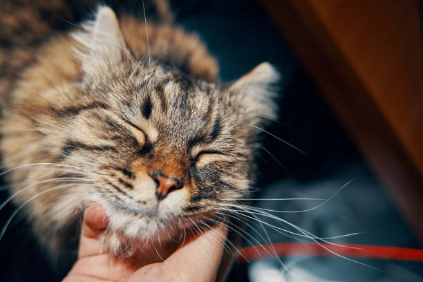 istock Person strokes cat. 1411920136
