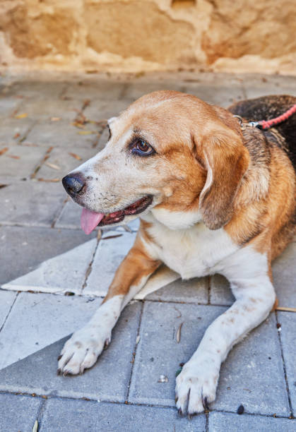 istock Old red-white-black dog sits on leash outside 1411924260
