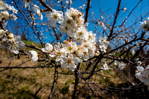 close up god Spree Prunus in bloom on white blossom branch in spring